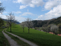 Mai-Wanderung auf dem Wiesensteig